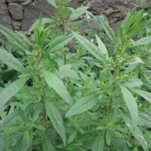 Paico verde Semillas. Pàmies Vitae