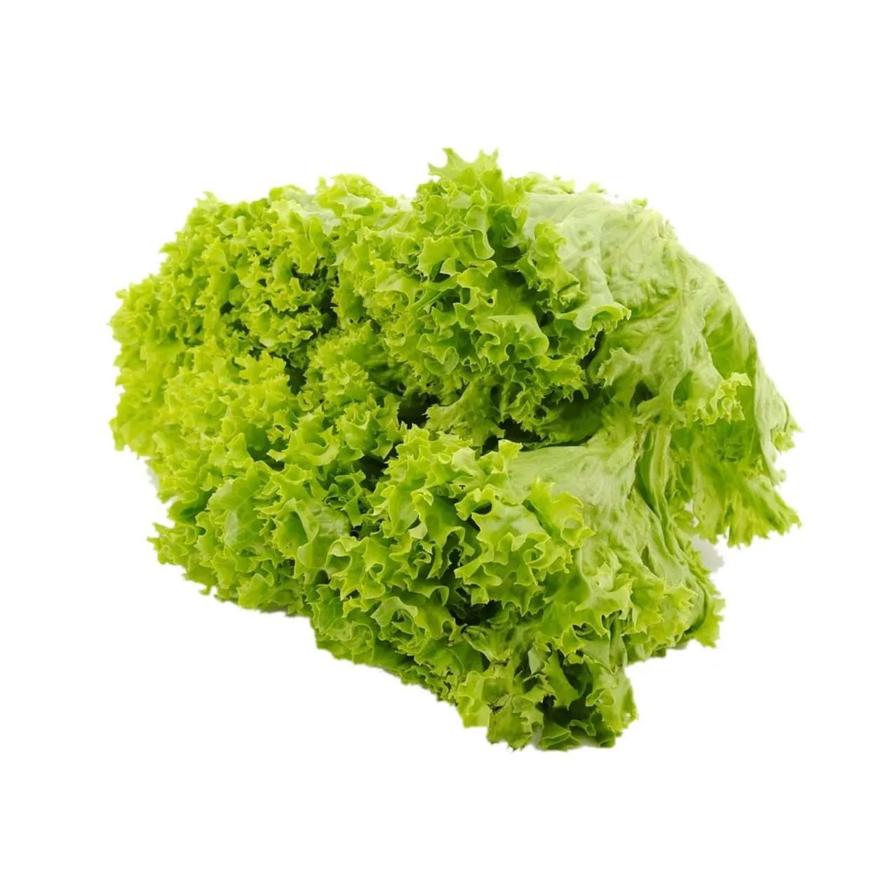 Lechuga Ecológica (Unidad)