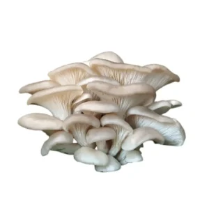 Seta Ostra (Pleurotus) Ecológica (100 grs aprox.)