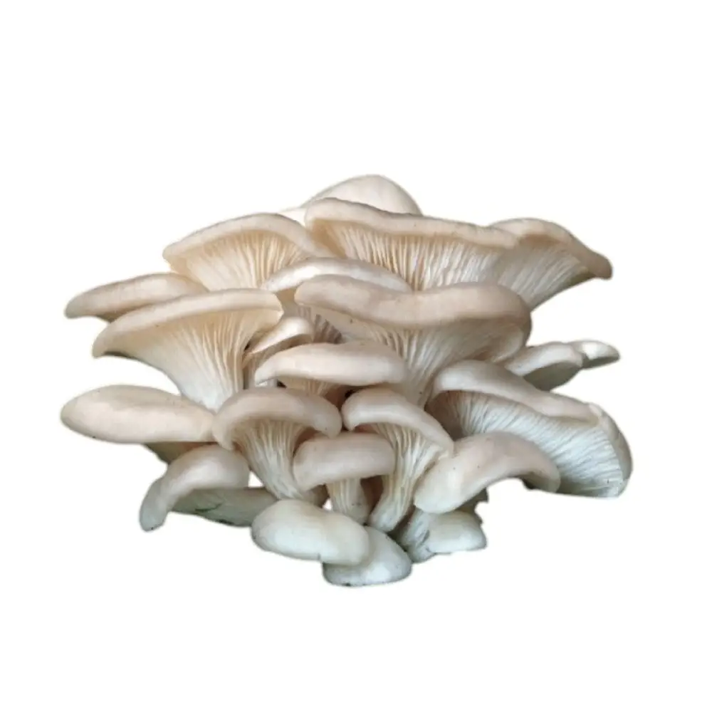 Seta Ostra (Pleurotus) Ecológica (100 grs aprox.)