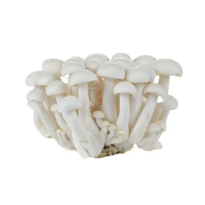 Shimeji Blanco Fresco – Bandeja 150 g