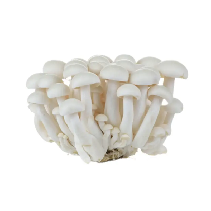 Shimeji Blanco Fresco – Bandeja 150 g