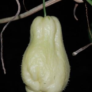 Patata de aire (Chayote). Pàmies Vitae