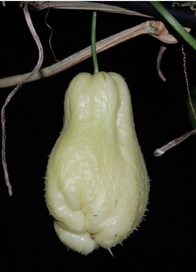 Patata de aire (Chayote). Pàmies Vitae