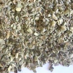 Gordolobo, hoja (Verbascum thaspus L.).