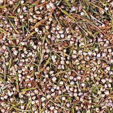 Brezo, Flor y Hojas (Calluna vulgaris)