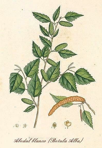 Abedul Hojas Trit. (Betula Alba) - Imagen 3