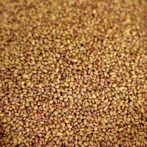 Alfalfa, semillas (Medicago sativa). 700g. FIN DE STOCK