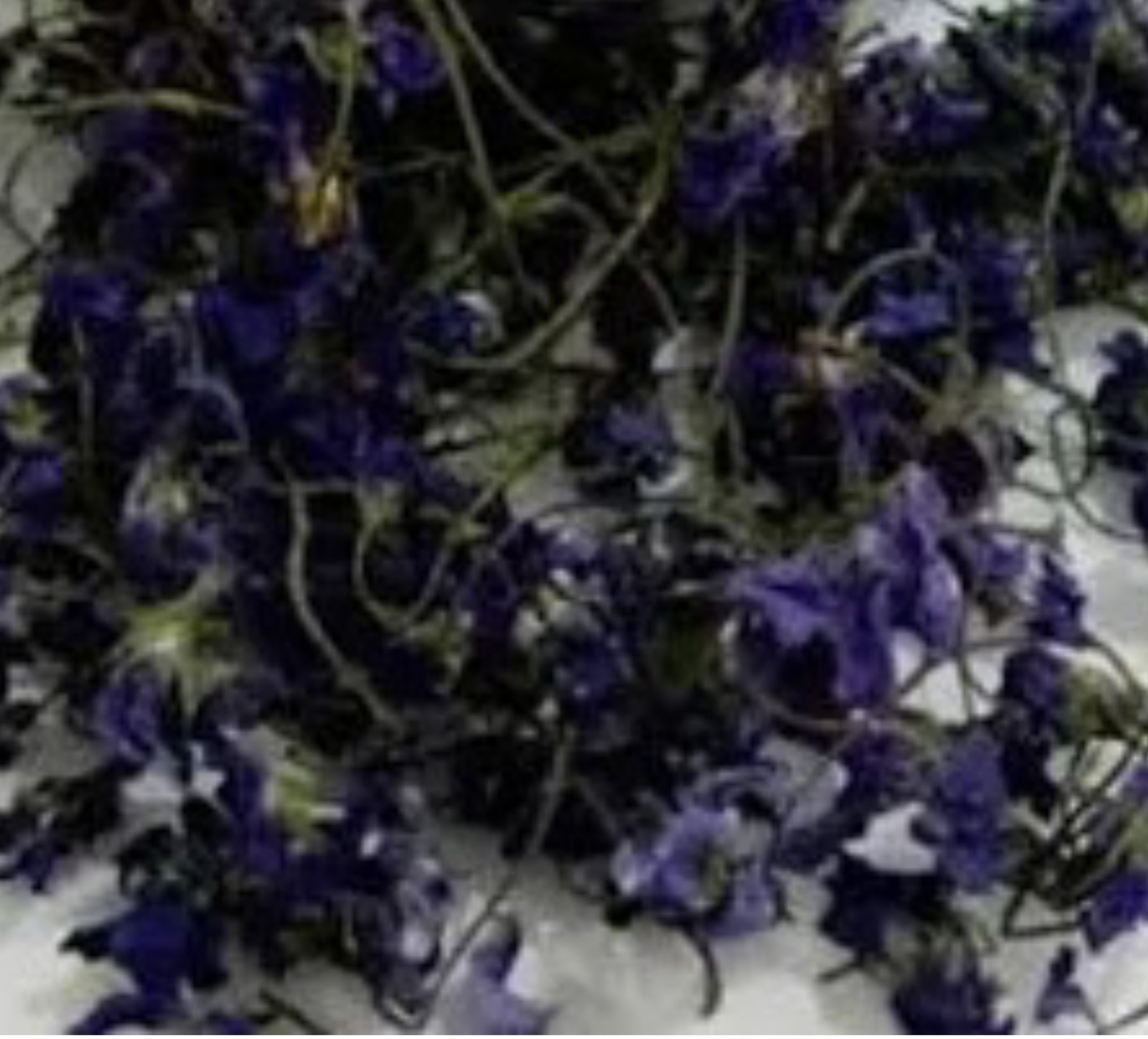 Violeta (Viola Odorata)