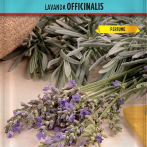Semillas Lavanda Officinalis