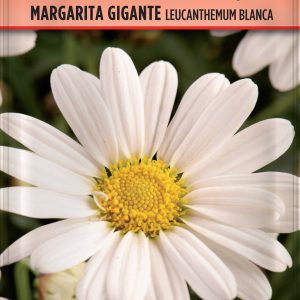 Semillas Margarita Gigante Leucanthemum Blanca