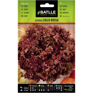 Semillas Lechuga Alface Lollo Rossa