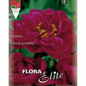 Bulbos Peonia Karl Rosenfield Elite