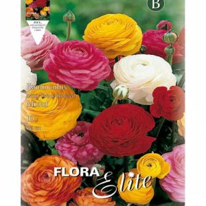 Bulbos Rarunculo Mezcla Colores Elite