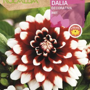 Bulbos Dalia Duet Escarlata Rocalba