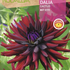 Bulbos Dalia Cactus Nuit D’ete Rocalba