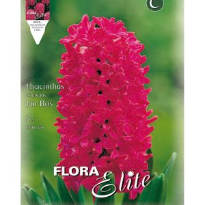 Bulbos Jacinto Orientalis Jan Bos Elite