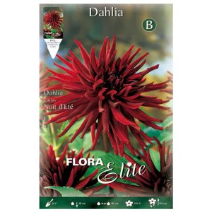 Bulbos Dalia Cactus Nuit D’ete elite
