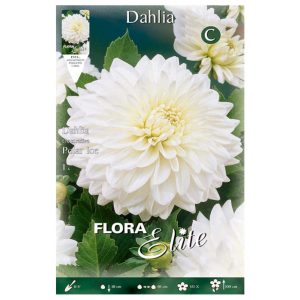 Bulbos Dalia Decorativa Polar Ice Elite