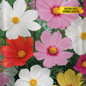 Semillas Cosmos Sensación Flor Gigante Cosmos bipinnatus